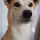 ミックス(雑種)、その他中型犬