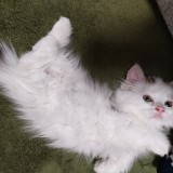 ミックス(雑種)、その他長毛種