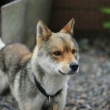 ミックス(雑種)、その他中型犬
