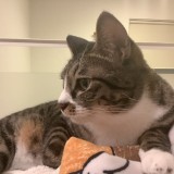ミックス(雑種)、その他短毛種
