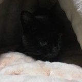 ミックス(雑種)、その他短毛種