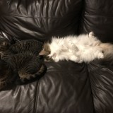 ノルウェージャンフォレストキャット