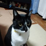 ミックス(雑種)、その他短毛種