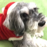 ミニチュア・シュナウザー