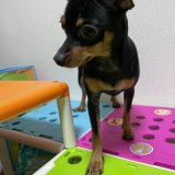 ミックス(雑種)、その他小型犬