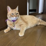 ミックス(雑種)、その他短毛種