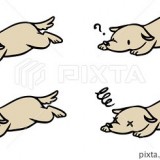 ミックス(雑種)、その他中型犬