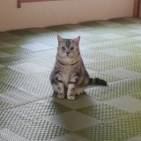 アメリカンショートヘア