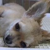 チワワ