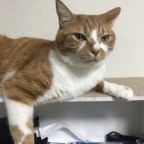 ミックス(雑種)、その他短毛種