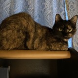 ミックス(雑種)、その他短毛種