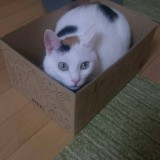 ミックス(雑種)、その他短毛種