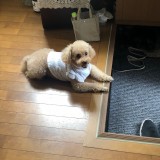 トイ・プードル