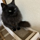 ミックス(雑種)、その他長毛種