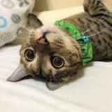 ミックス(雑種)、その他短毛種