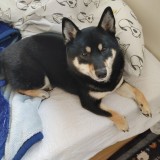 ミックス(雑種)、その他中型犬