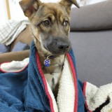 ミックス(雑種)、その他中型犬