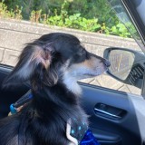 ミックス(雑種)、その他小型犬