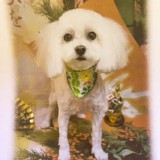ミックス(雑種)、その他小型犬