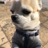 チワワ