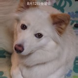 ミックス(雑種)、その他中型犬
