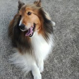 シェットランド・シープドッグ