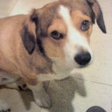 ミックス(雑種)、その他小型犬