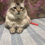 メインクーン