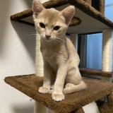 アビシニアン