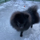 ポメラニアン