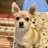 ミックス(雑種)、その他小型犬