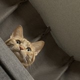 ミックス(雑種)、その他短毛種