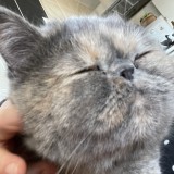 ミックス(雑種)、その他短毛種