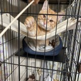 ミックス(雑種)、その他短毛種