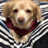 ミックス(雑種)、その他小型犬