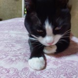 ミックス(雑種)、その他短毛種