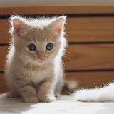 ミックス(雑種)、その他短毛種