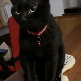ミックス(雑種)、その他短毛種
