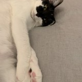 ミックス(雑種)、その他