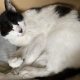 ミックス(雑種)、その他短毛種