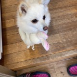 ミックス(雑種)、その他小型犬