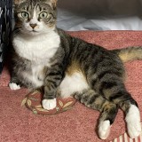 ミックス(雑種)、その他短毛種