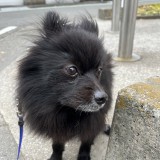 ミックス(雑種)、その他小型犬
