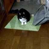 ミックス(雑種)、その他短毛種