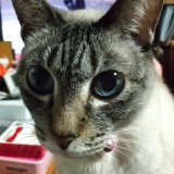 ミックス(雑種)、その他短毛種