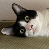 ミックス(雑種)、その他短毛種
