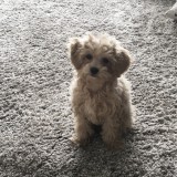 ミックス(雑種)、その他小型犬