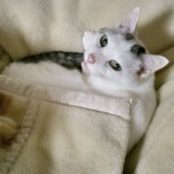 ミックス(雑種)、その他短毛種