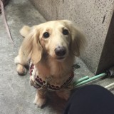 ミニチュア・ダックスフンド