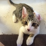 ミックス(雑種)、その他短毛種